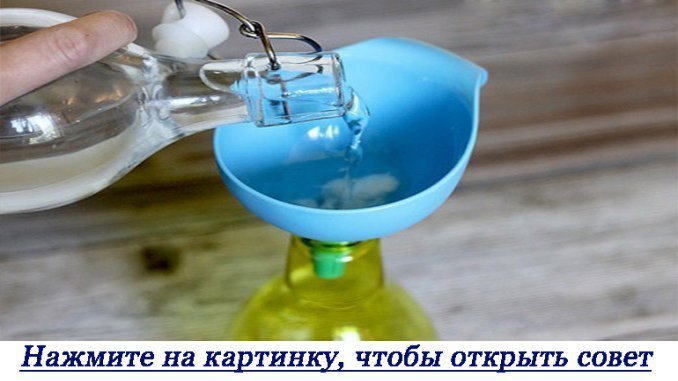 domashnie-tsveti-na-kotorih-net-allergii-foto-2-20-24