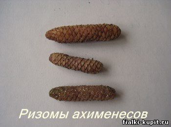 ризомы ахименесы