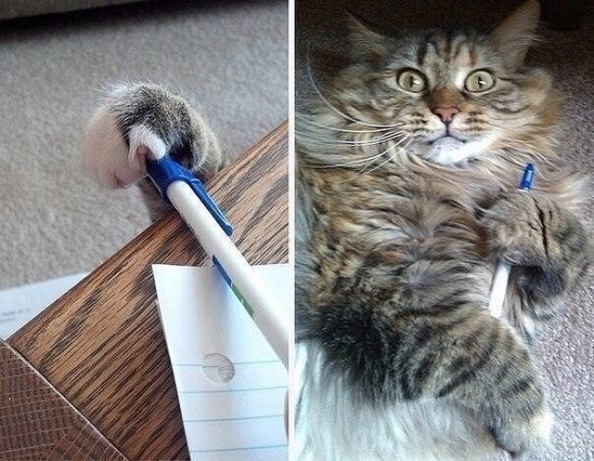 Животные, которые ни за что не отдадут свое) Животные, которые ни за что не отдадут свое)
