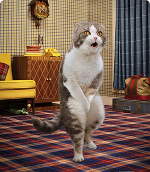 http://elitekitties.ru/uploads/Fresh_step_2_b222.jpg