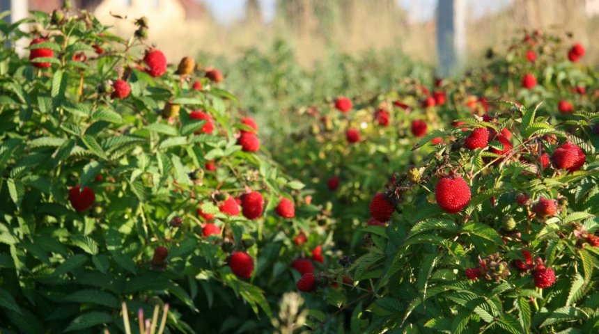 Малину земляничную можно выращивать как живую изгородь
