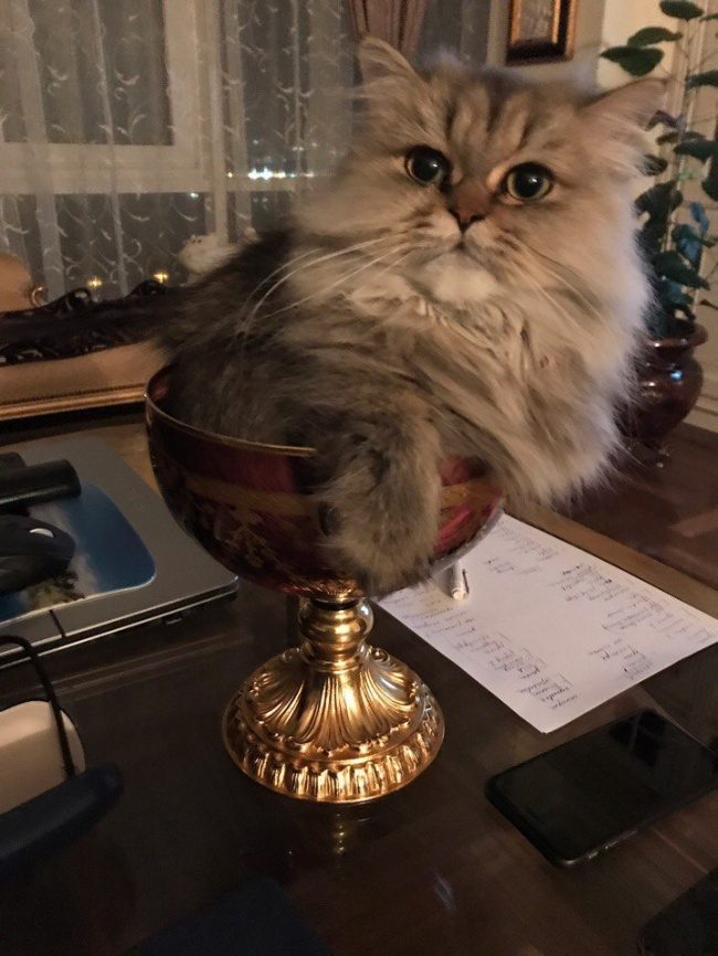 30 восхитительных котов, харизме которых невозможно сопротивляться