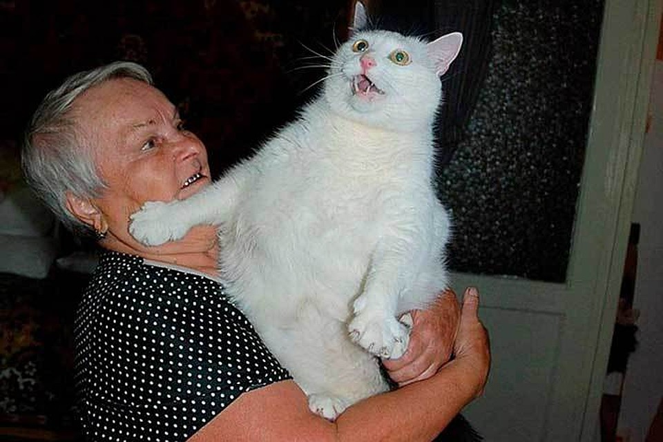 Коты, которые нас удивили