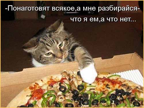 Котоматрицы с кулинарным уклоном-20 - большая подборка Котоматрицы с кулинарным уклоном-20 - большая подборка