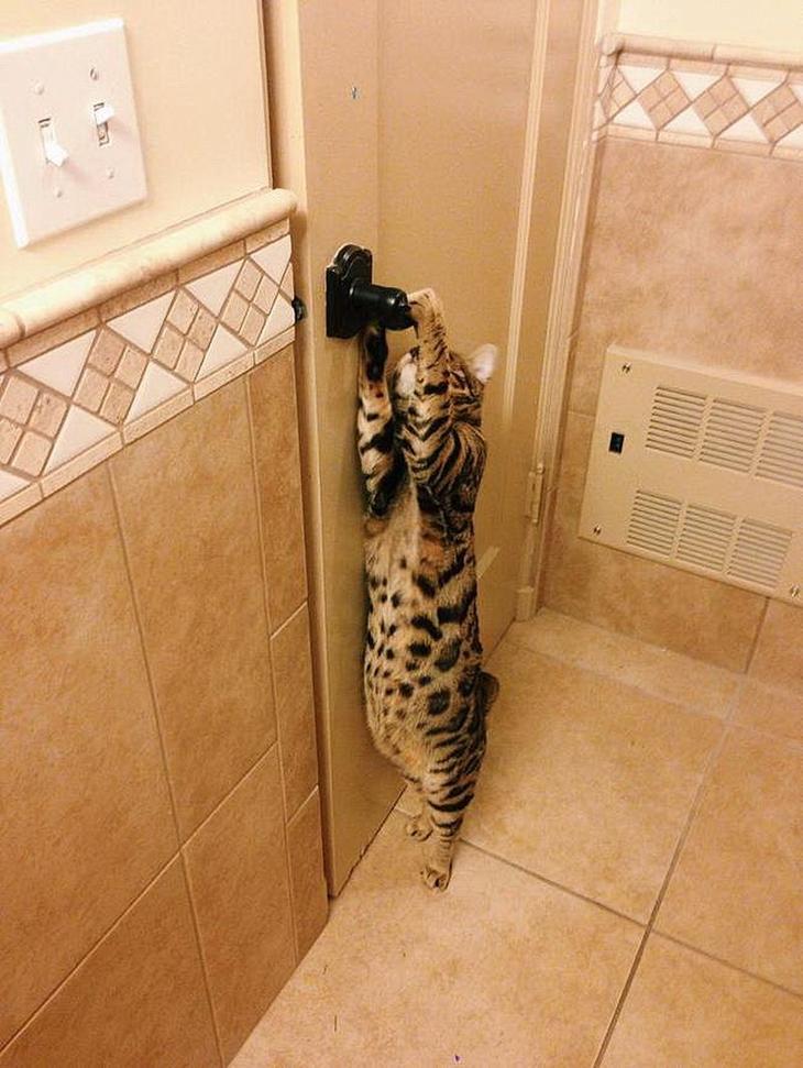 Без кота и жизнь не та