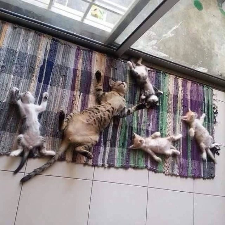 30 восхитительных котов, харизме которых невозможно сопротивляться