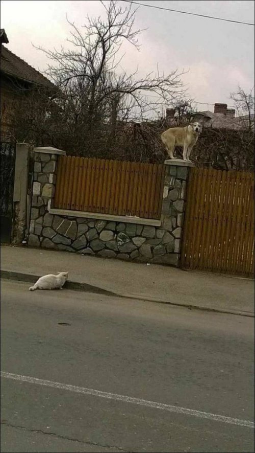 Прикольные картинки для хороших выходных (35 шт) Прикольные картинки для хороших выходных (35 шт)