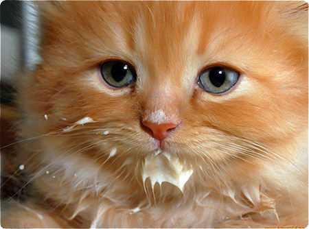 кот, молоко