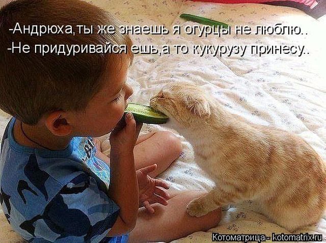 Смешные котоматрицы для хорошего настроения)