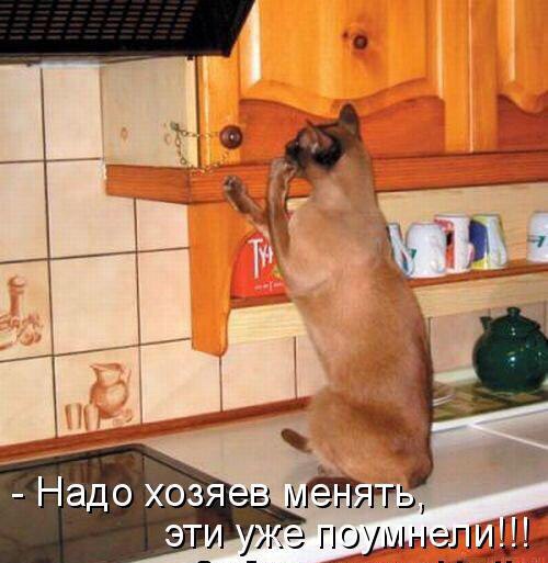 Котопост: кошки - очарование моё!