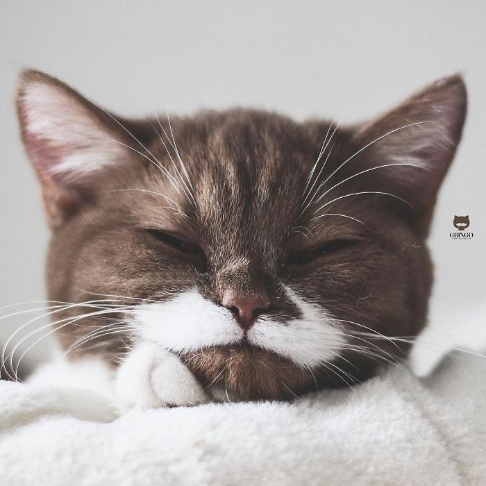 кошка с усами красивая кошка