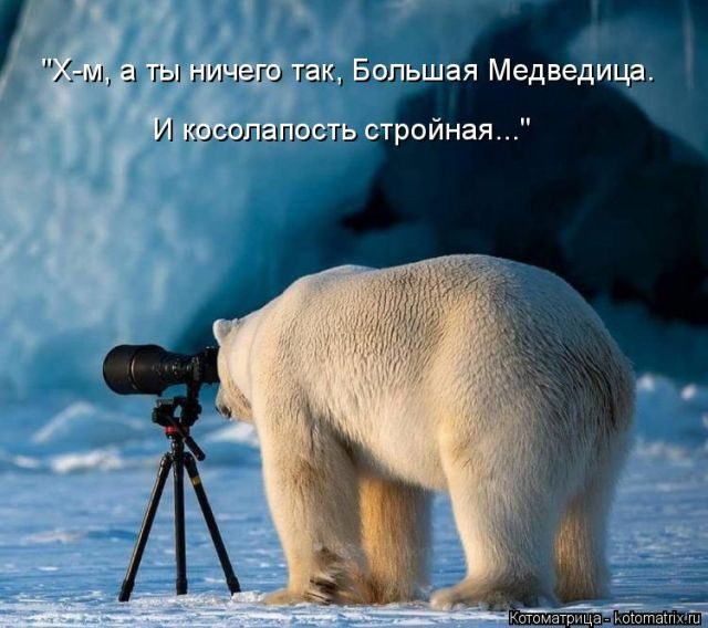 Самые свежие котоматрицы )) Самые свежие котоматрицы ))