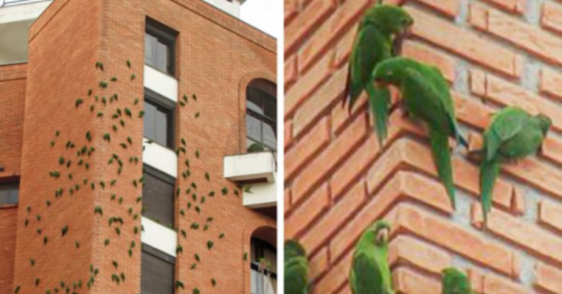 Почему попугаи много лет грызут это кирпичное здание в Бразилии