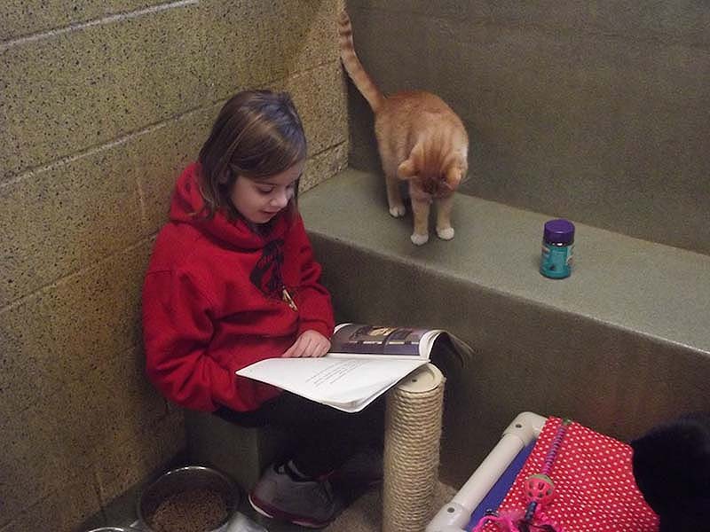 bookbuddies51 Дети учатся читать, а коты им помогают