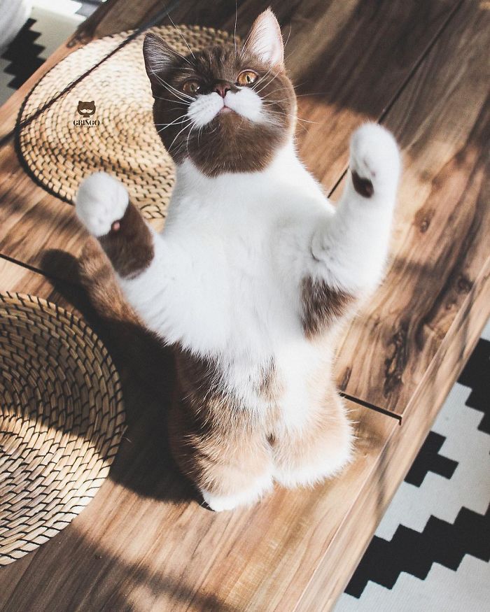 красивая кошка кошка стоит на задних лапках