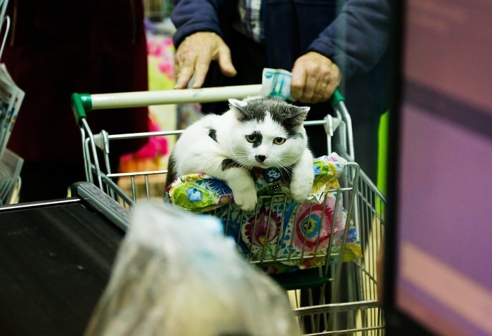 Кот, за которого предлагали 450 тысяч рублей Кот, за которого предлагали 450 тысяч рублей