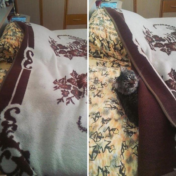 Если вы думаете, что ваш кот забавный, посмотрите на этих глупых и смешных мейн-кунов Если вы думаете, что ваш кот забавный, посмотрите на этих глупых и смешных мейн-кунов