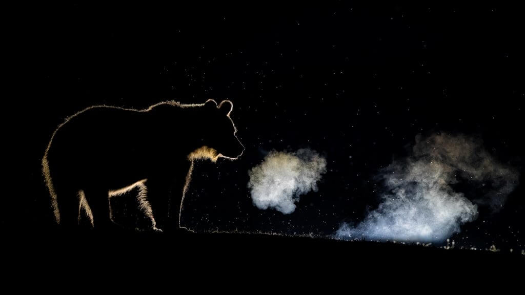 Топ лучших снимков конкурса Nature TTL Photographer 2020 Топ лучших снимков конкурса Nature TTL Photographer 2020