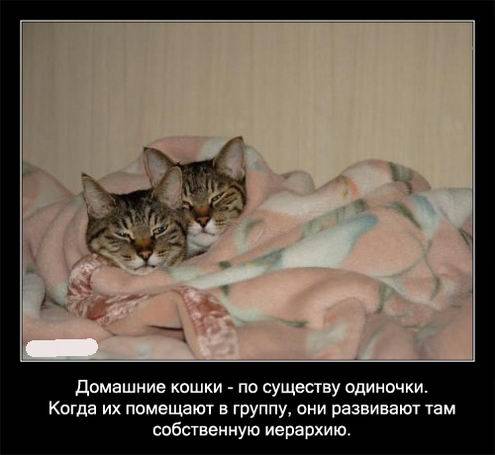 Интересные факты о кошках в картинках Интересные факты о кошках в картинках