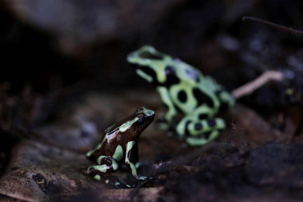 Красящие древолазы