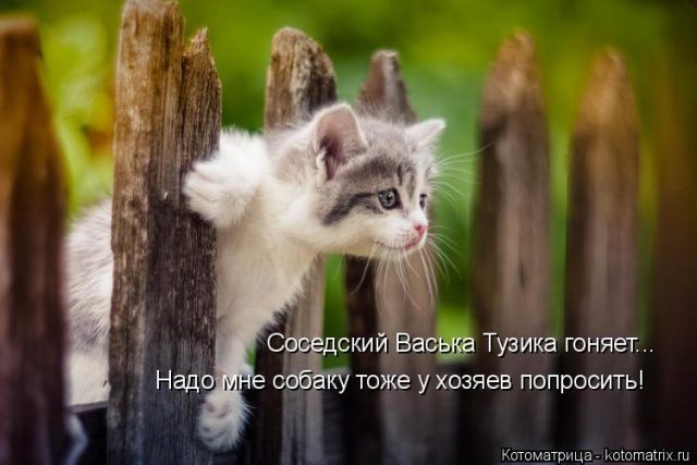 Самые смешные котоматрицы для хорошего настроения) Самые смешные котоматрицы для хорошего настроения)