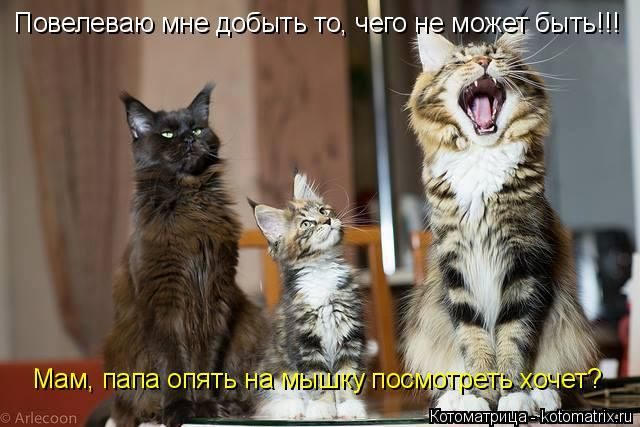 Котоматрицы для подзарядки позитивом))) Котоматрицы для подзарядки позитивом)))