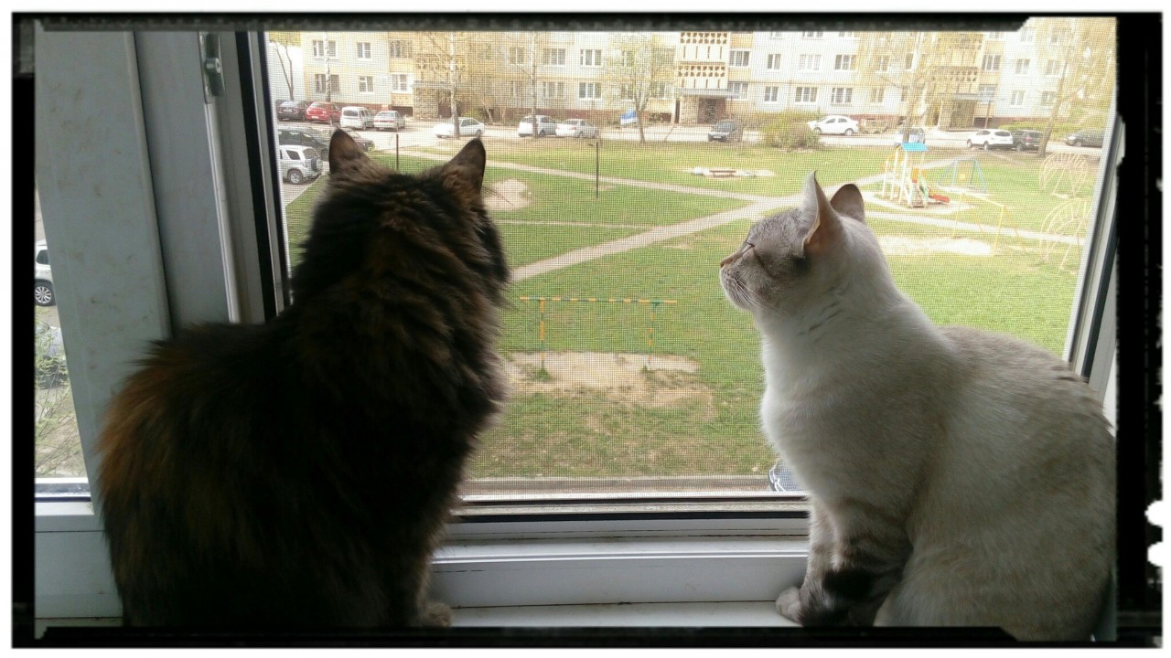 история о коте два у кота у окна