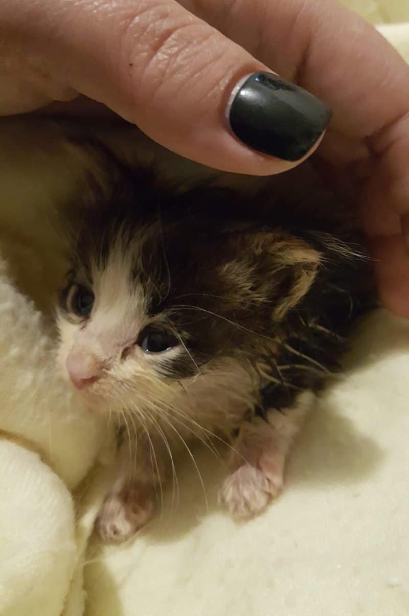 спасение котенка слабый котенок