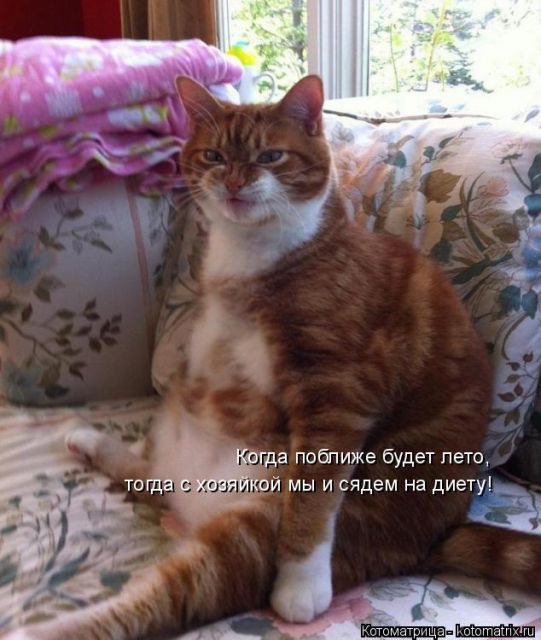 Самые смешные котоматрицы за прошедшую неделю