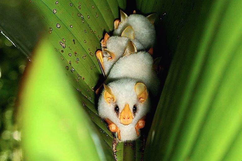 Малыш белый листонос — вид летучих мышей. детёныши, интересное, фото