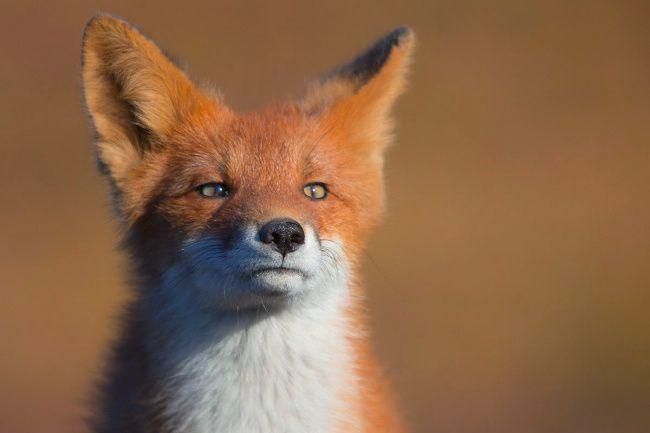 Лучшие фотографии National Geographic за прошедший месяц фото, national geographic, природа