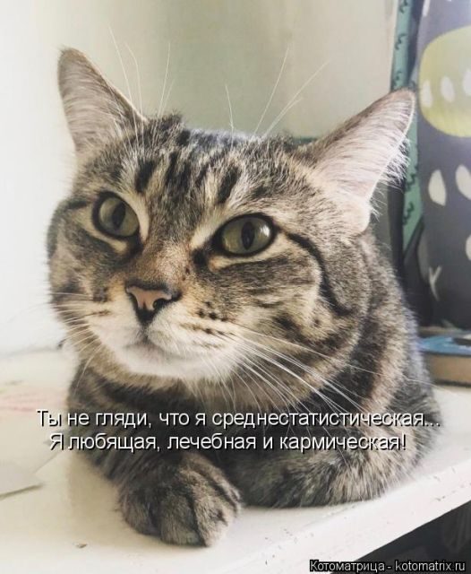 Самые свежие котоматрицы )) Самые свежие котоматрицы ))