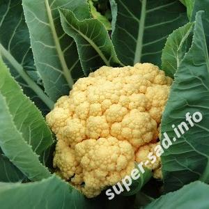 Готовим будущий урожай – цветная капуста