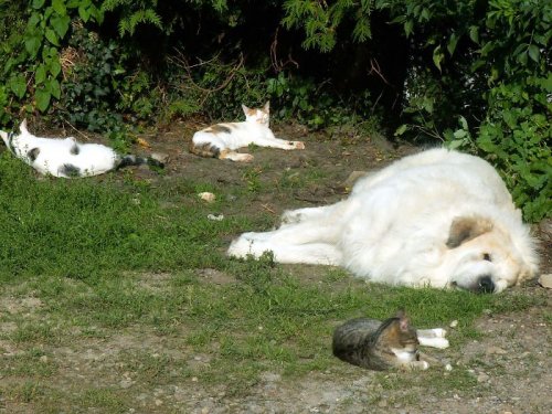 Удивительная дружба кошек и собак Удивительная дружба кошек и собак