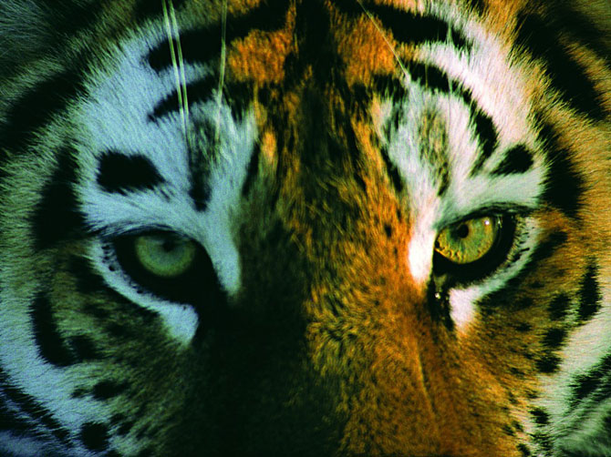 Лучшие фотографии мая 2012 от National Geographic