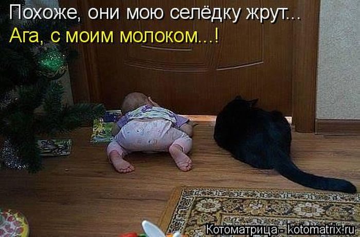 Лучшие котоматрицы недели