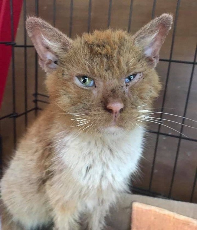 Кот с больными глазами Кот в клетке