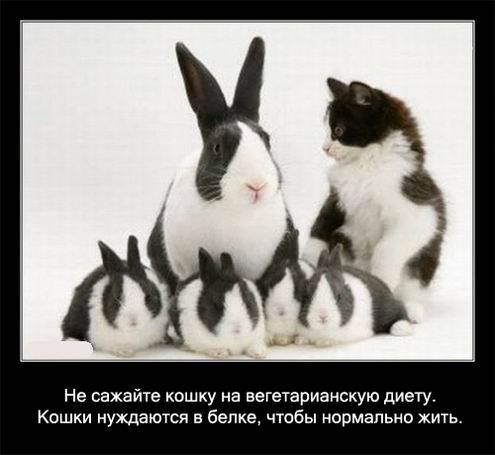 Интересные факты о кошках в картинках Интересные факты о кошках в картинках