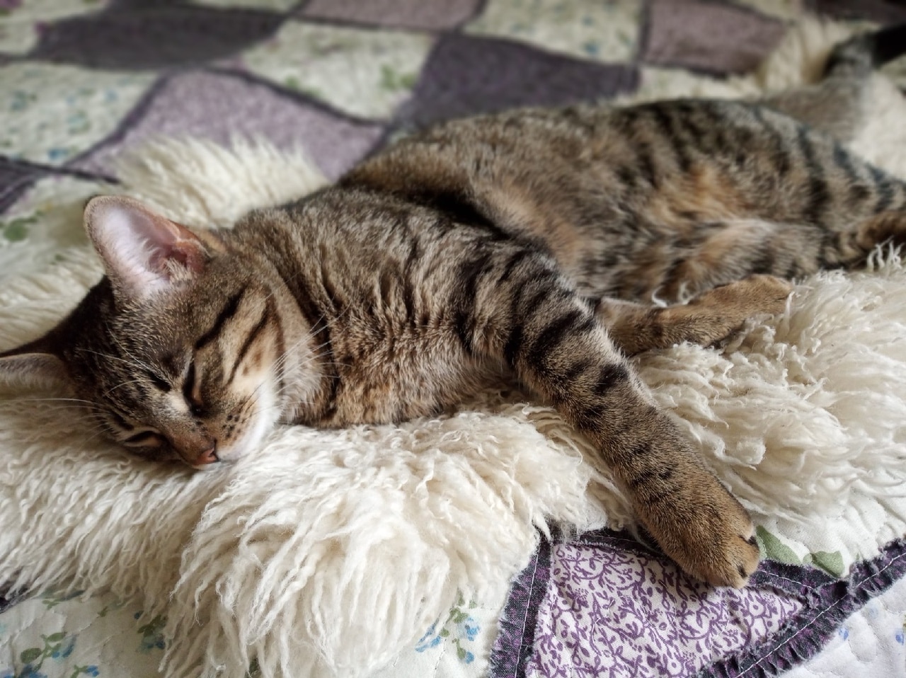 спасение котенка полосатый кот