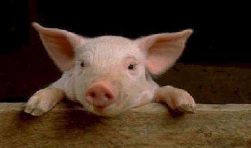 Во Франции свинье запрещается давать имя Наполеон.