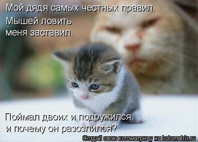 Самые свежие котоматрицы )) Самые свежие котоматрицы ))