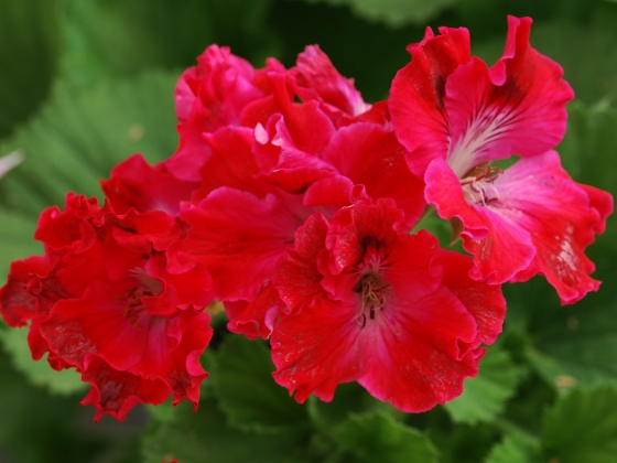 Королевская пеларгония Tunia's Perfecta Королевская пеларгония Tunia's Perfecta