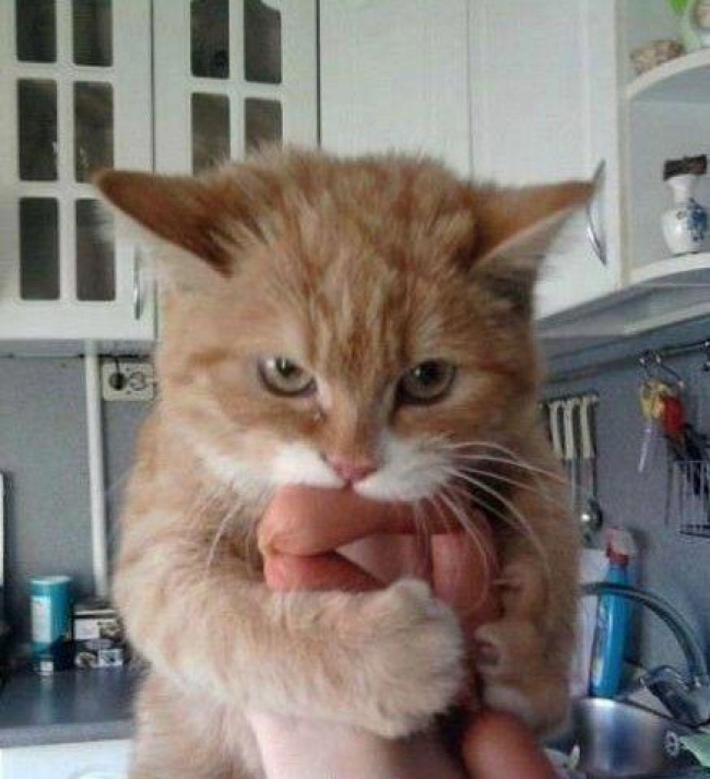 Животные, которые ни за что не отдадут свое) Животные, которые ни за что не отдадут свое)