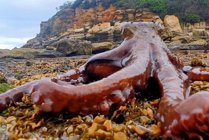 В Австралии огромный осьминог разгуливал по пляжу видео