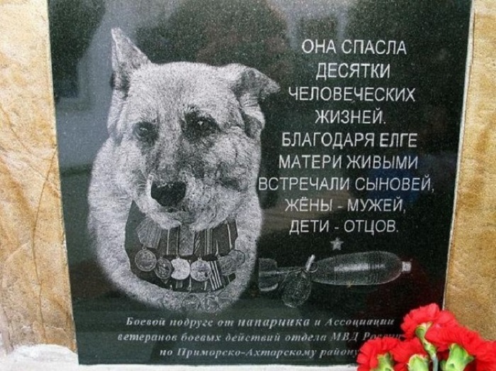 Памятник собаке Елге, спасшей десятки человеческих жизней. Памятник собаке Елге, спасшей десятки человеческих жизней.