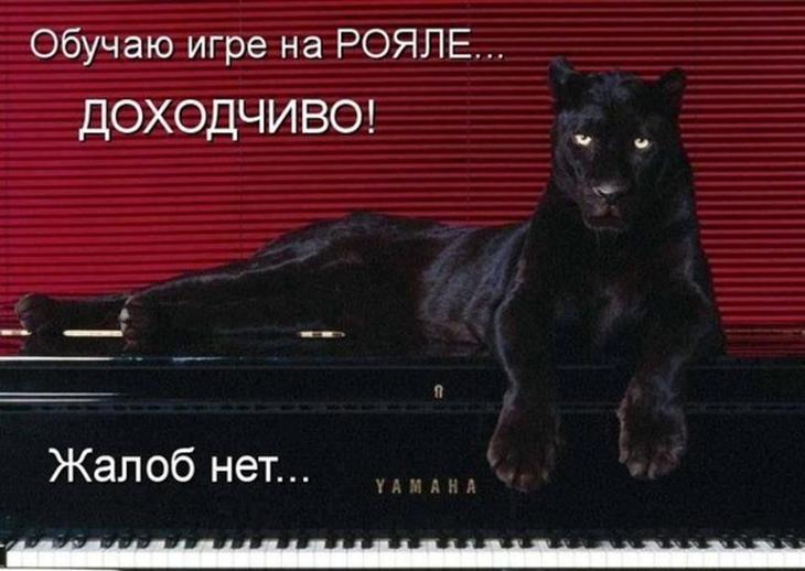 Очередной пост про наших любимых усатых и хвостатых!