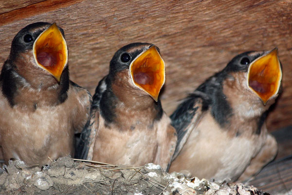 hungry-baby-barn