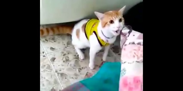 кот болельщика научился кричать "г-о-о-л!" кот болельщика научился кричать "г-о-о-л!"