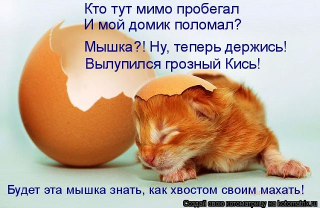 Смешные котоматрицы для хорошего настроения)