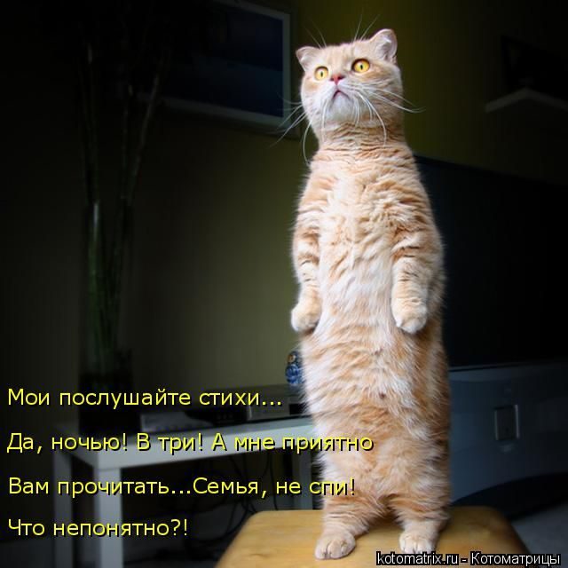 Самые свежие котоматрицы )) Самые свежие котоматрицы ))